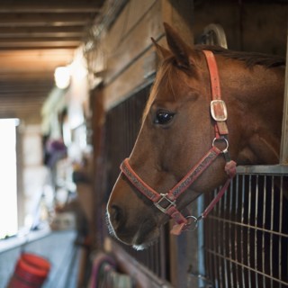 Horse in stall.