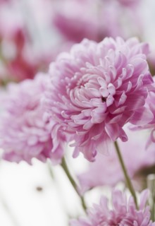 Blooming flowers