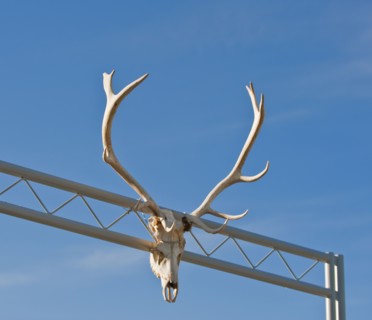 Antlers on gate.