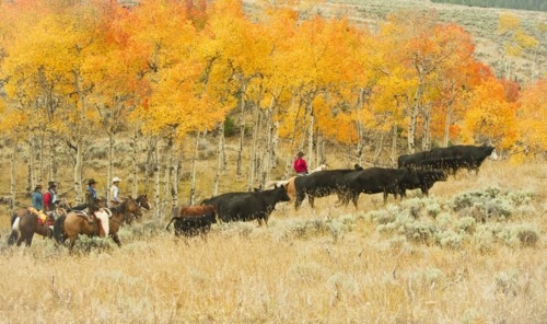 Horseback riders herding cattle.