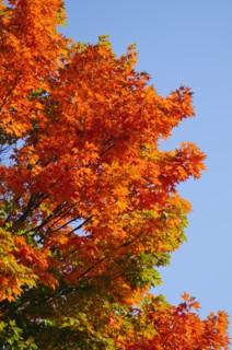 Fall Foliage