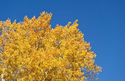 Fall foliage.