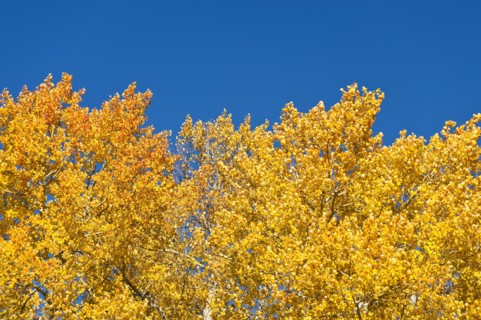 Fall foliage.
