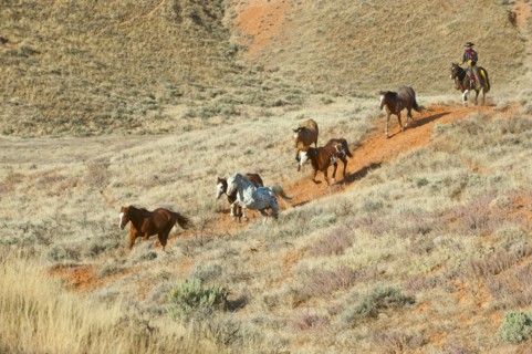 Horseback rider herding wild horses.