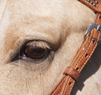 Close-up of horse's eye.