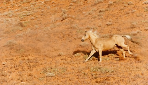 Horse in field.