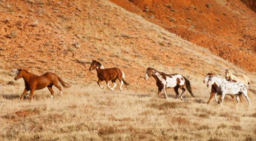 Horses running.