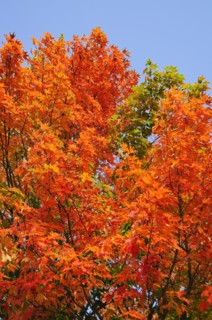 Fall Foliage