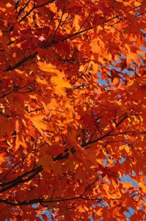 Fall Foliage