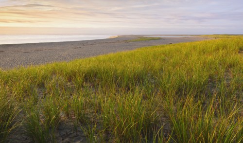 Grass beside beach.