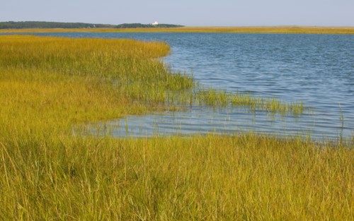 Marsh.