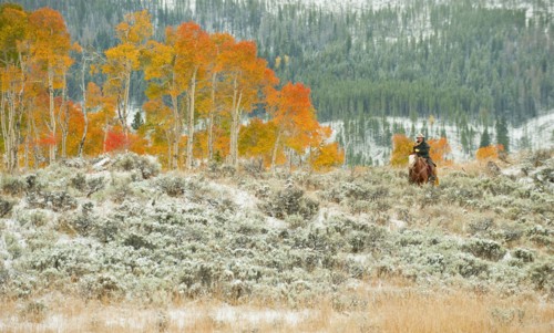 Horseback rider.