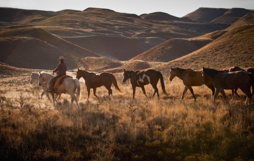 Cowboy herding horses.