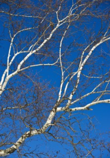 Tree.