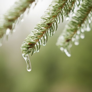 Frozen evergreen tree branch.