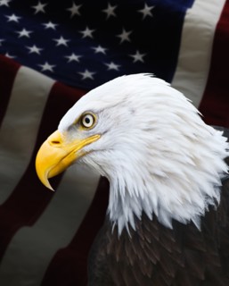 Bald eagle.