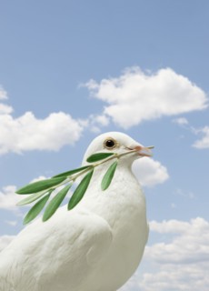Dove holding olive branch.