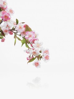 Apple blossoms. Photographer: David Arky