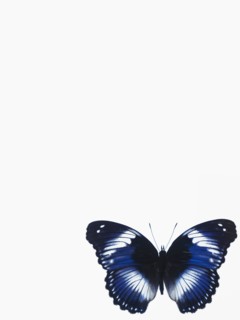 Butterfly. Photographer: David Arky