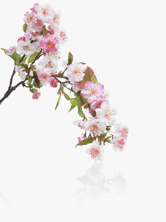 Apple blossoms. Photographer: David Arky