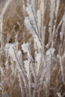 Frost on grass. Photographer: Mike Kemp