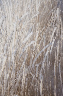 Frost on grass. Photographer: Mike Kemp