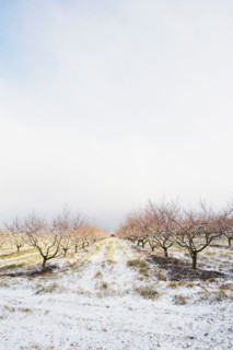 Apple orchard in winter. Photographer: Chris Hackett