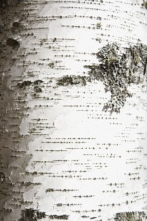 Birch bark. Photographer: Chris Hackett
