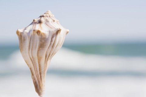 Conch. Photographer: Chris Hackett