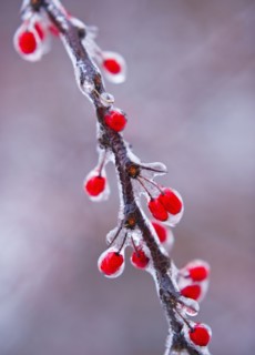 Icy holly branch.