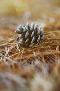 Pinecone.