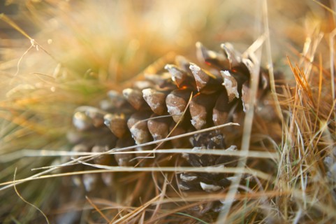 Pinecones.