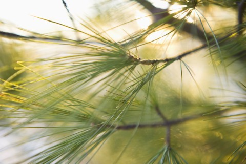 Tree.