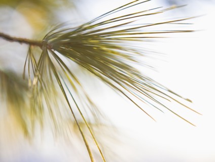 Tree branch.