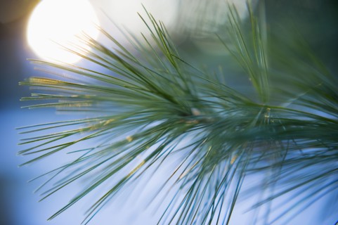 Pine needles.