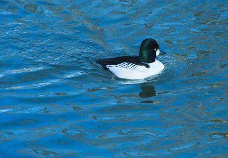 Common golden eye duck.