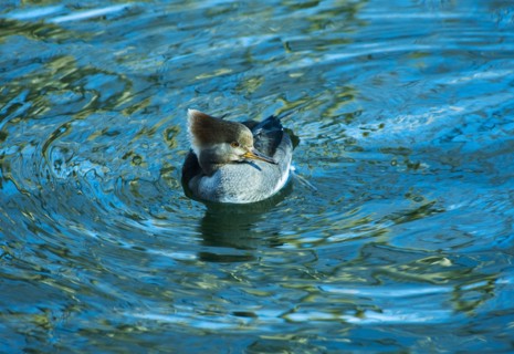 Hooded merganser.