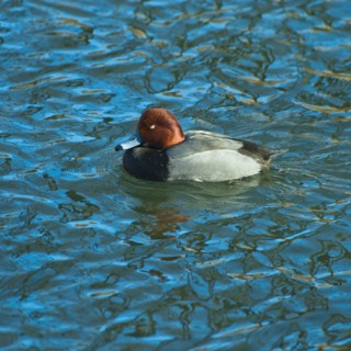 Redhead duck.