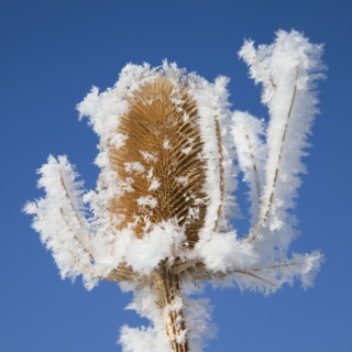 Frost on plant. Photographer: Mike Kemp