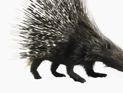 Porcupine. Photographer: David Arky