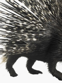 Porcupine quills. Photographer: David Arky