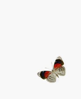 Butterfly. Photographer: David Arky
