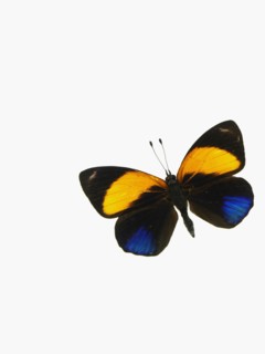 Butterfly. Photographer: David Arky