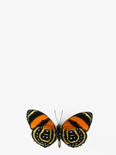 Butterfly. Photographer: David Arky