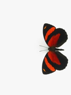 Butterfly. Photographer: David Arky