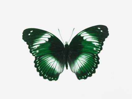 Butterfly. Photographer: David Arky