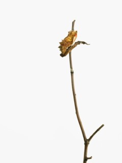 Caterpillar on branch. Photographer: David Arky