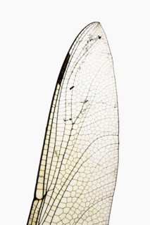 Dragonfly wing. Photographer: Joe Clark