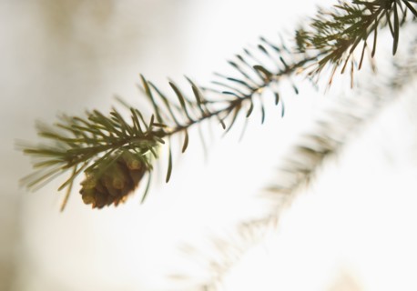 Pine tree branch.