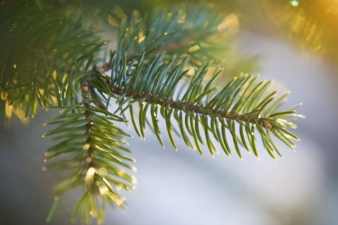 Pine tree branch.